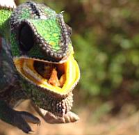 ����� ����� ���